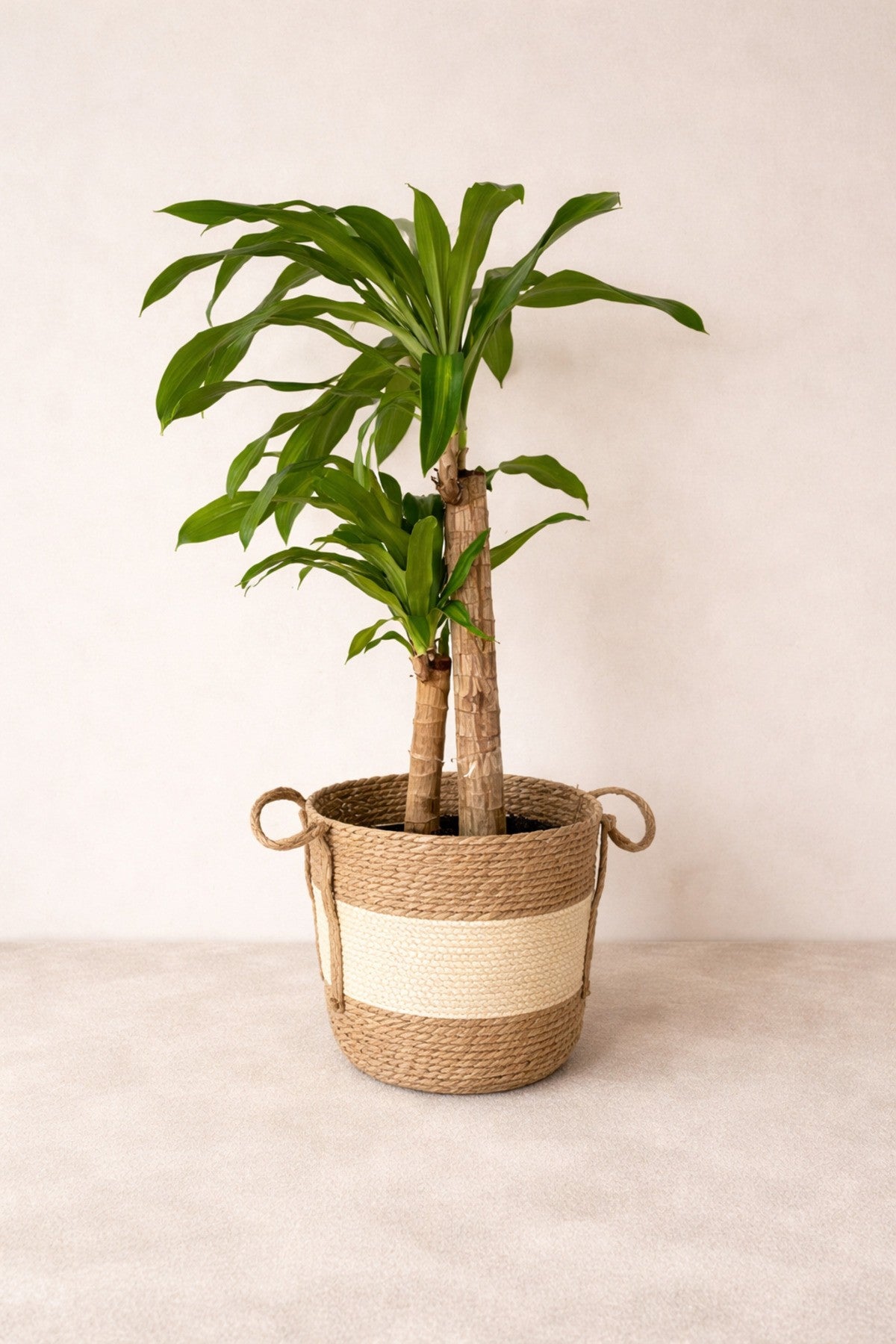 Dekoratif Çok Amaçlı 3lü Hasır Sepet/saksılık/düzenleyici Bej