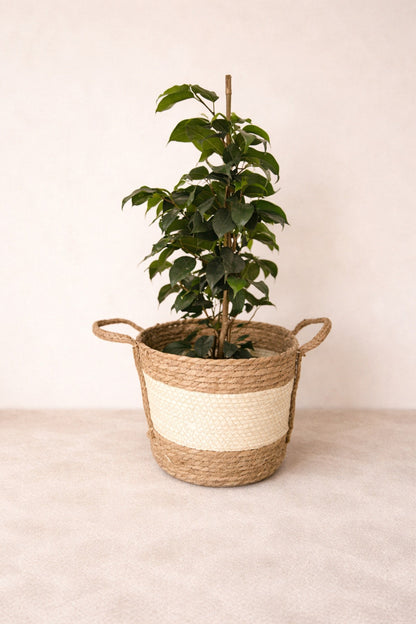 Dekoratif Çok Amaçlı 3lü Hasır Sepet/saksılık/düzenleyici Bej